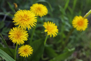 Beautiful bright yellow dandelions in green grass, closeup