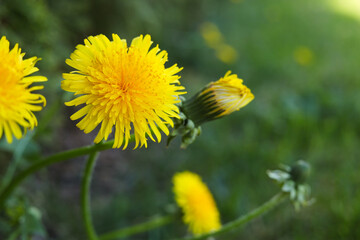 Beautiful bright yellow dandelions in green grass, closeup