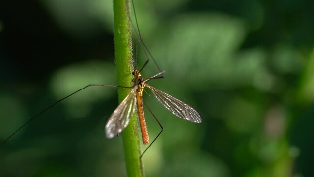 Tipula Insect On Green Stem Shallow Depth Of Field. Selective Focus Shot