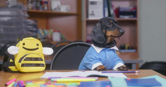 Lovely dachshund puppy in school uniform holds pencil in its mouth, and then puts it on the desk during lesson, bee-shaped backpack stands next to it on the table, front view