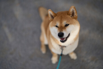 笑顔の柴犬