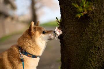桜と柴犬