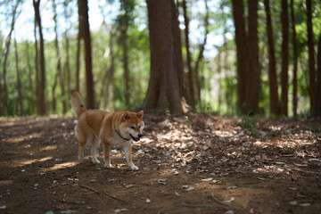 Naklejka na ściany i meble 森の中を散歩する柴犬