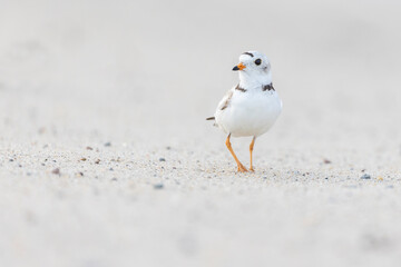  piping plover (Charadrius melodus) in summer
