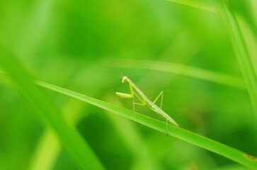 カマキリの幼虫