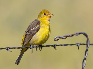 Female Western Tanager
