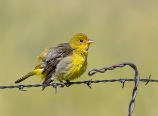Female Western Tanager