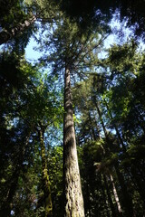 Grand Forest - Bainbridge Island - WA