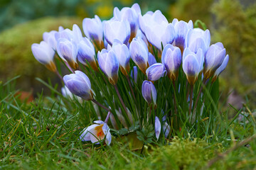 Vibrant, blue and colourful spring flowers blossoming and blooming in a remote countryside meadow. Closeup and texture detail of crocus plants flowering in a lush, secluded and remote garden at home