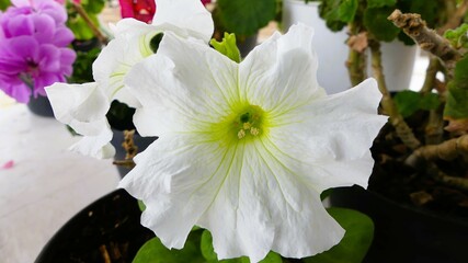 white and pink lilies