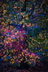 abstract colorful background autumn leaves
