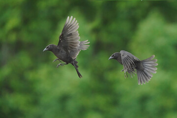 Grackle Juveniles fighting over food in the bird feeder and flapping in summer evening