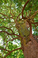 Tall, tree outside and in nature. Closeup of bark, leaves and branches in the outdoors. Detailed landscape view on the oak, trunks and growth in a natural living environment.