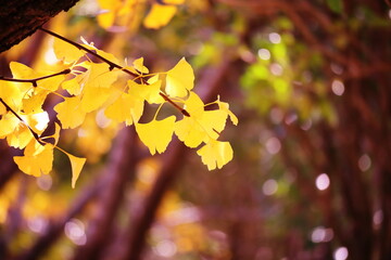 美しい秋とイチョウの葉っぱ