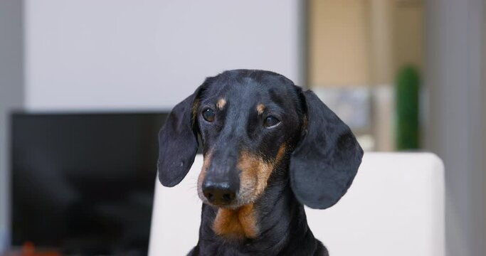 Portrait of a nervous dachshund dog that barks to attract attention of owner, executing a command or guarding something, front view. Manifestation of aggression by a pet