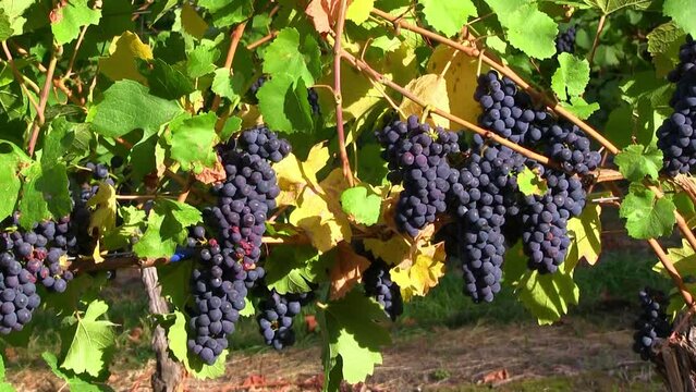 Organic Pinot Noir Grape Vineyard Okanagan Valley