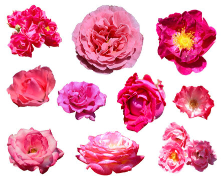 10 vibrant pink color rose flowerhead cutout set. White background photograph. 鮮やかなピンク色のバラの花、切り抜き10点セット