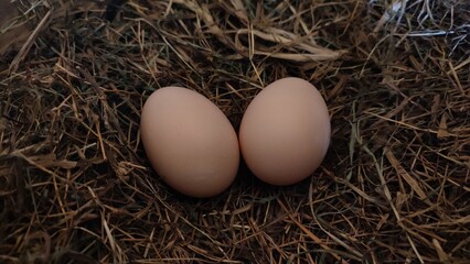 eggs in nest