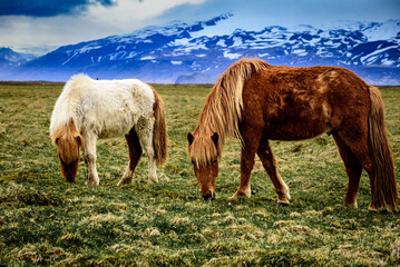 Icelandic Horses
