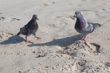Two pigeons face to face standing on sand