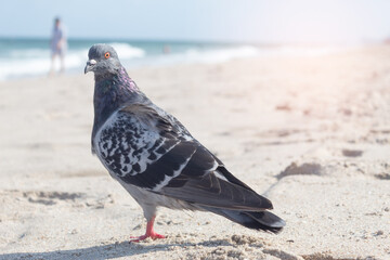 A pigeon standing on the sand of a beach with the sea out of focus in the background