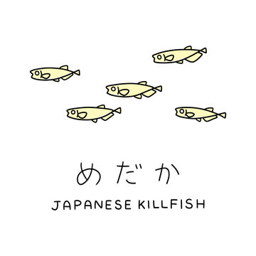 ミニマルなめだか