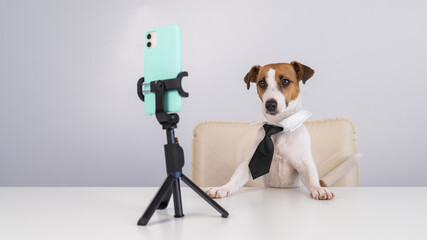 Dog jack russell terrier in a tie sits at a desktop broadcasts live on a smartphone. 