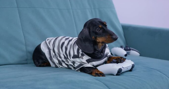 Funny dachshund puppy in striped t-shirt actively presses buttons of controller for game console, while playing hard video game. Gambling addiction or free time entertainments