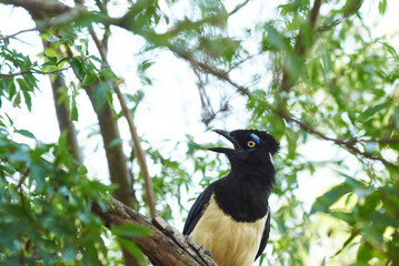 Plush-crested jay, cyanocorax chrysops, Argentinean bird perched on a branch in El Palmar National Park, Entre Rios, Argentina.