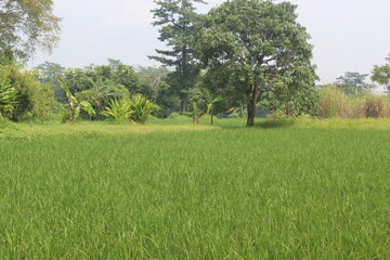expanse of green rice fields with some trees