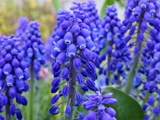 close up of lavender