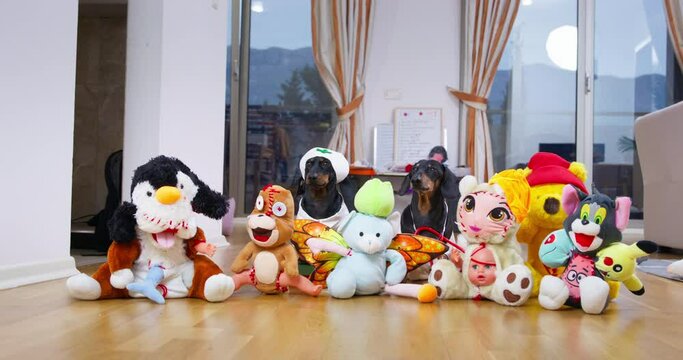 Funny dachshund dogs in medical uniform sit next to soft toys, which incorrectly sewed limbs and roughly sewed holes with a large thread, so they look creepy now, front view