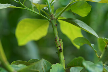 Grafting in a young avocado plant in old tree.