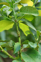 Grafting in a young avocado plant in old tree.