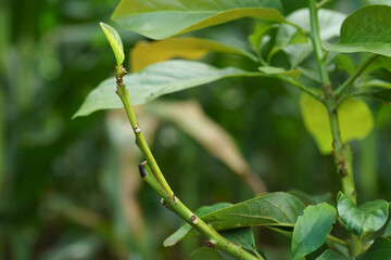 Grafting in a young avocado plant in old tree.