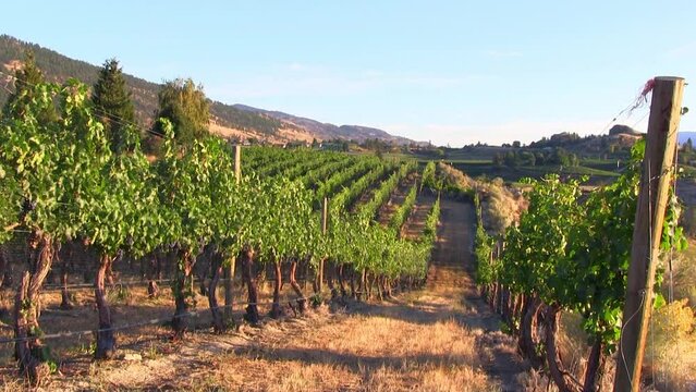 View of a winery vineyard on the Naramata Bench in Penticton, British Columbia, Canada. Located in the Okanagan Valley.