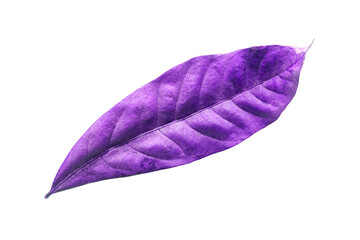 abstract purple dry leaves isolated on a white background tropical dry leaves clipping path.