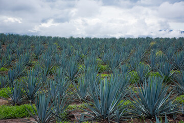 Fototapeta na wymiar Agave plantation field in Jalisco Mexico 