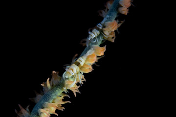 Shrimp on whip coral