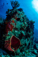barrel sponge at the bottom of the reef