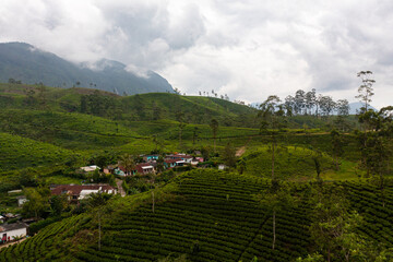 High mountain tea plantation. Tea estate in Sri Lanka.