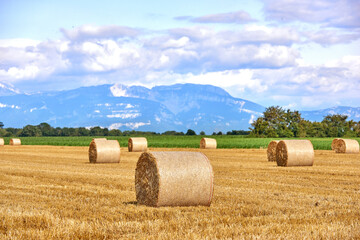 Fototapeta premium Beautiful wheat, hay and straw farm field in summer on the countryside, farmland with a mountain, trees and cloudy blue sky background. Landscape of round haystacks after farming with copy space