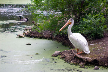 pelican on the beach