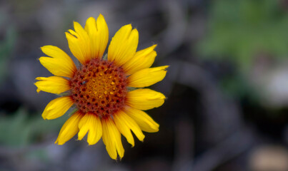 yellow flower