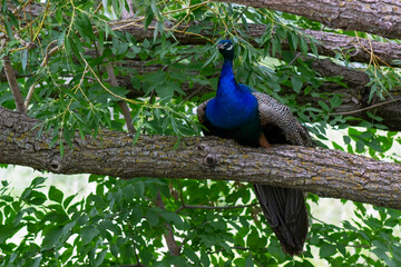 Naklejka premium peacock in the garden