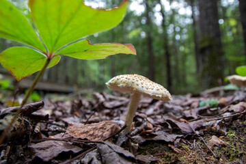 mushroom in the forest