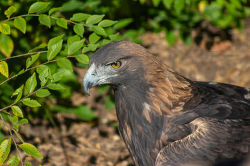 Golden eagle