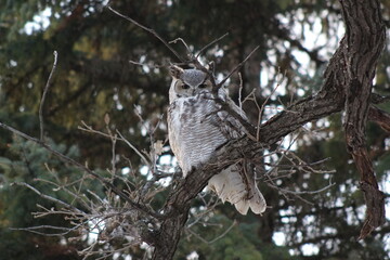 great horned owl