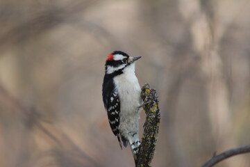 red headed woodpecker