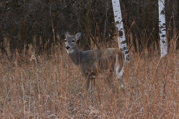 deer in the woods